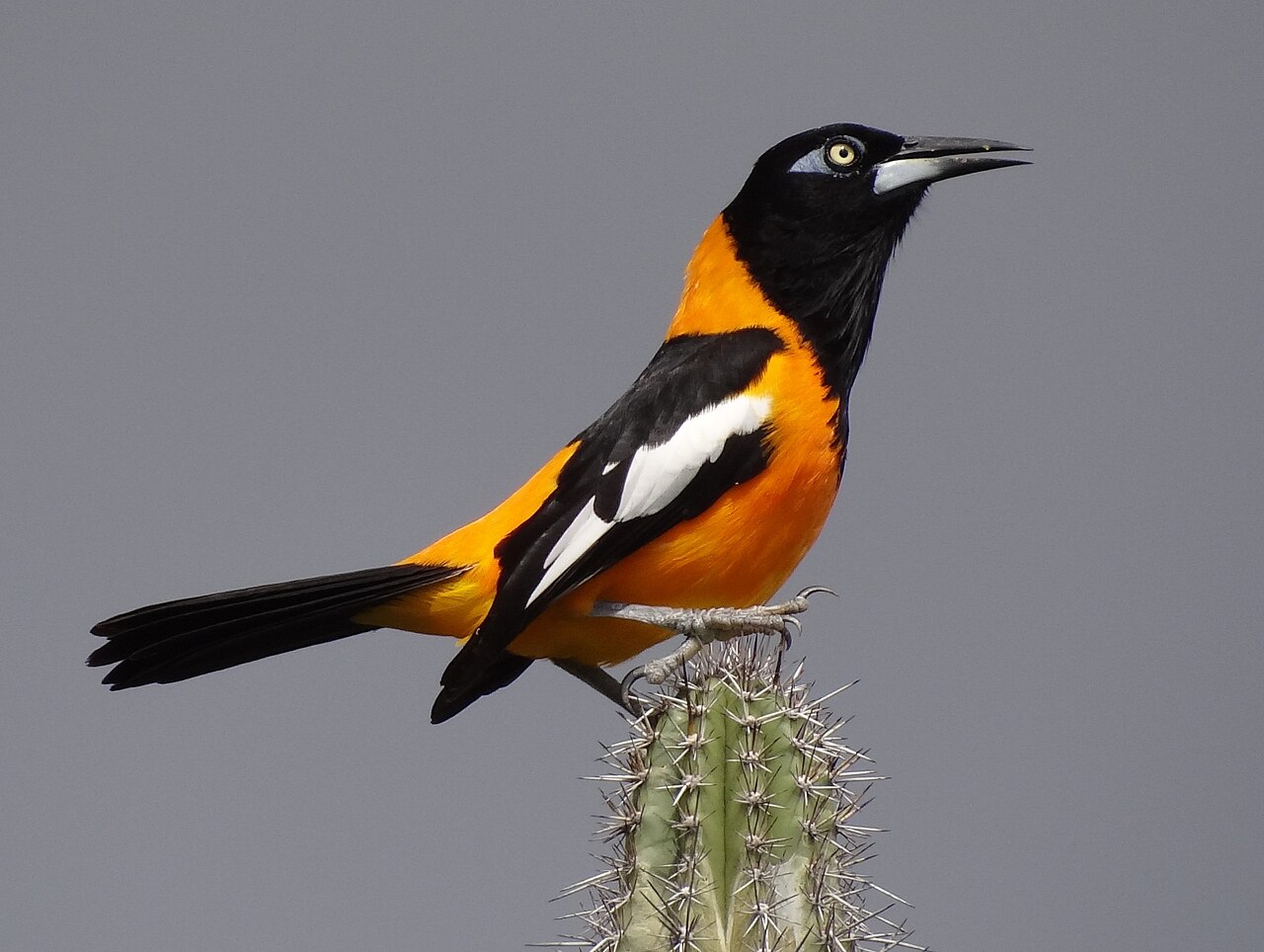 Een trupial, de oranje-zwarte vogel van Curaçao, op een cactus
